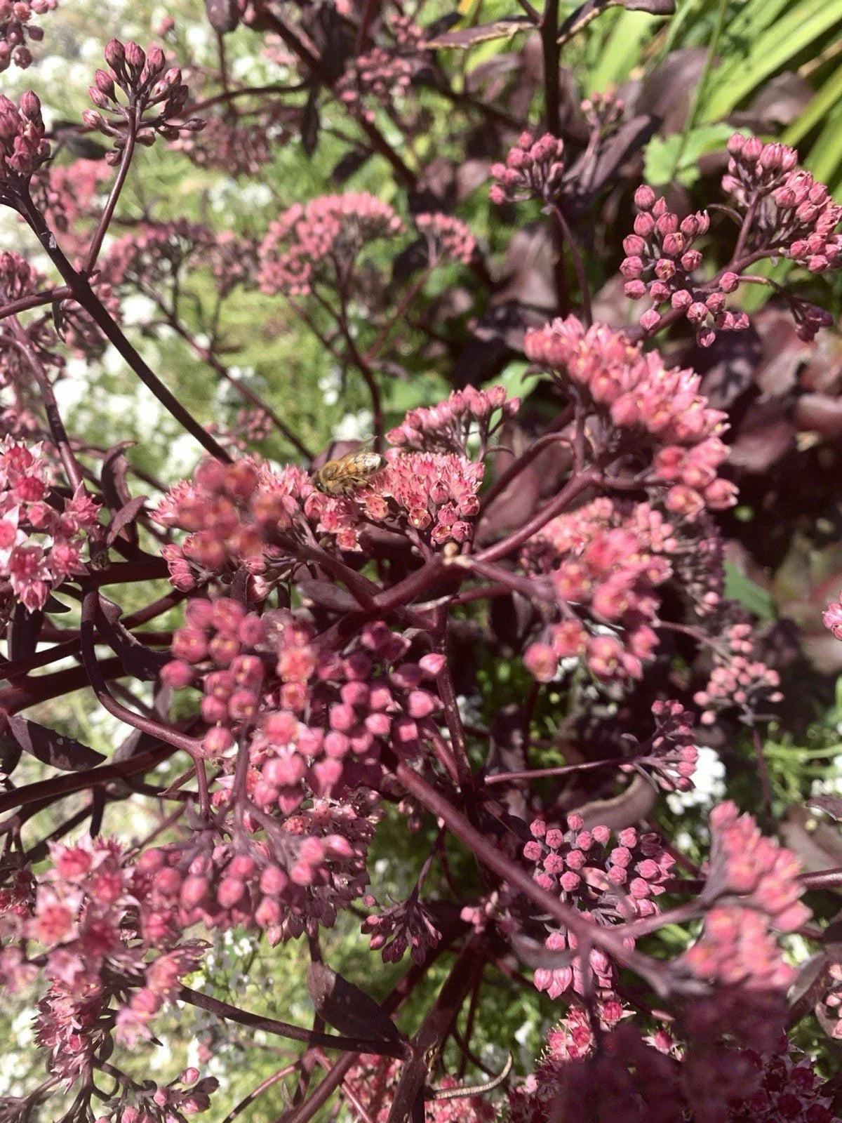Sedum Mojave Jewels Ruby Bare Root Plant – Drought-Tolerant Succulent, Attracts Bees, Sedum spurium, Full Sun, Low Maintenance