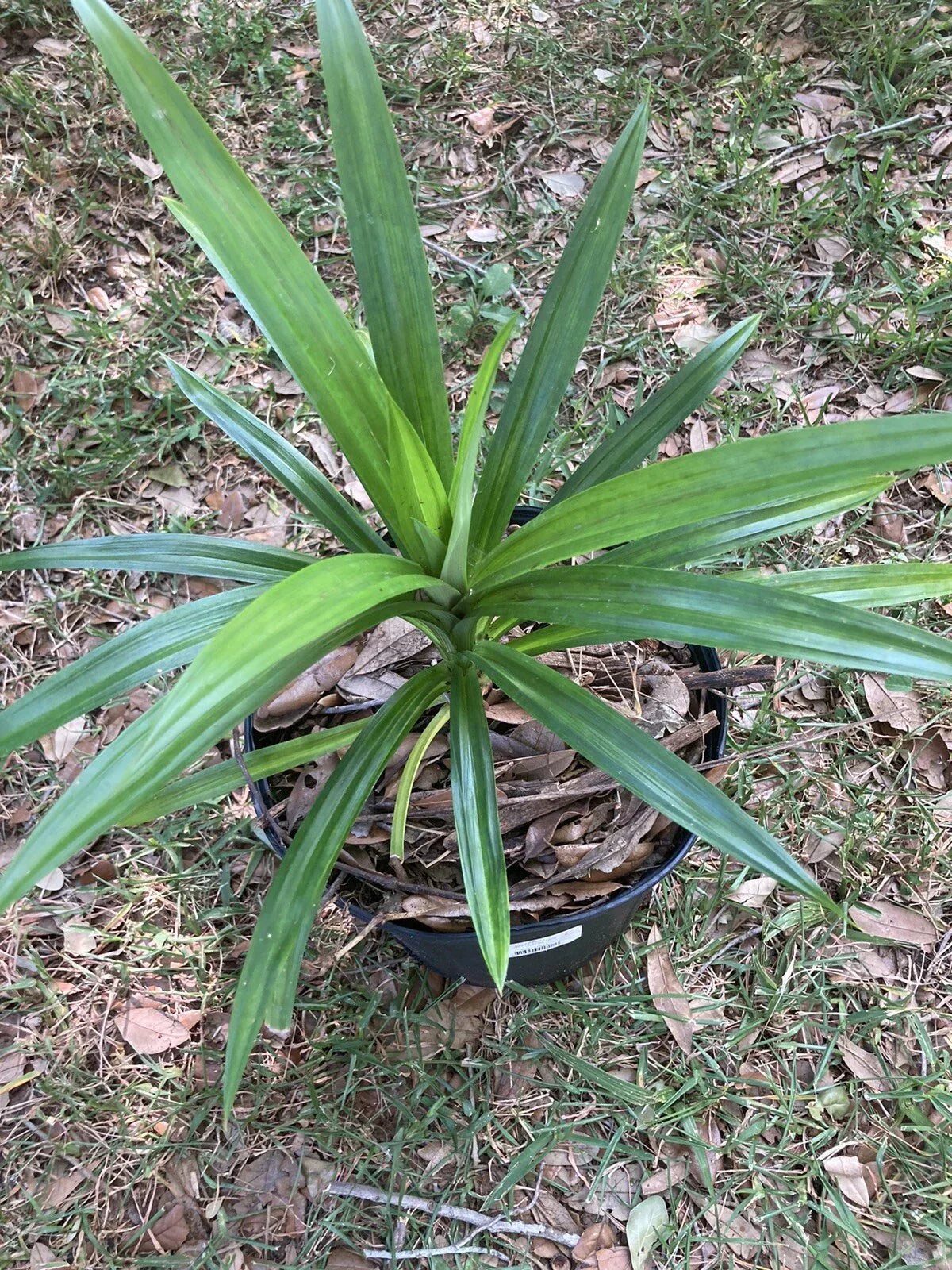 Live Pandan Plant - Organic Pandanus amaryllifolius Herb for Culinary & Decor, Well Rooted, 12-20 Inches