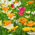 California Poppy Seed Mix - 250 Seeds, Colorful Varieties, Eschscholzia californica, Drought-Tolerant, Easy to Grow