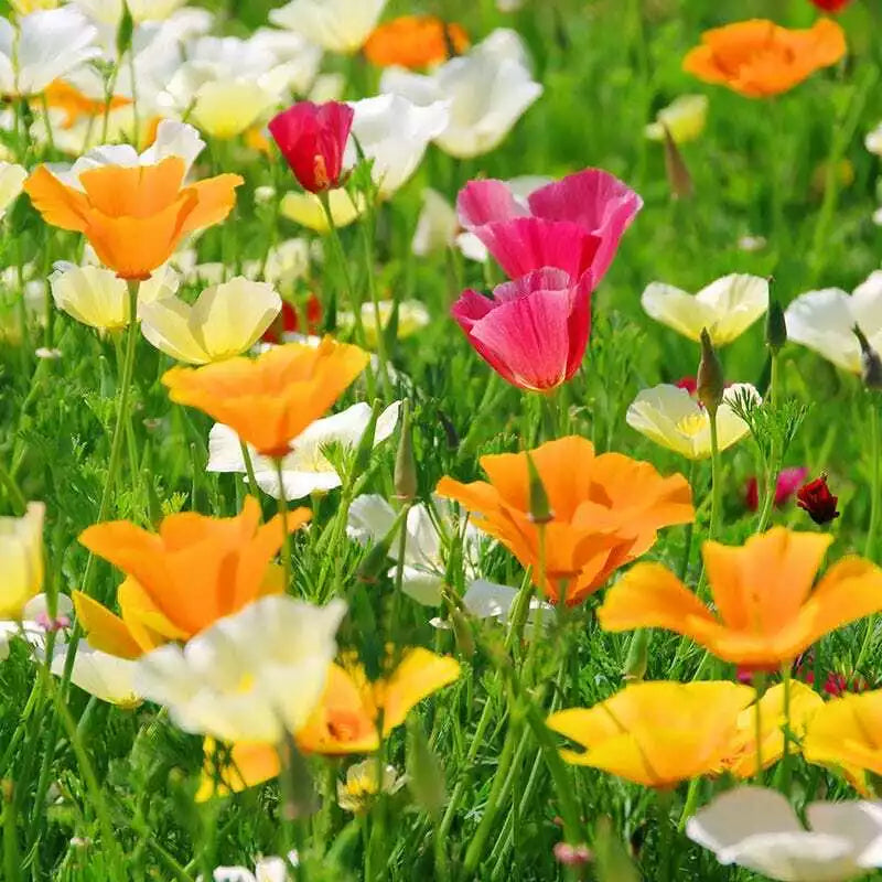 California Poppy Seed Mix - 250 Seeds, Colorful Varieties, Eschscholzia californica, Drought-Tolerant, Easy to Grow