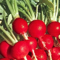 Champion Radish Seeds - Non-GMO Heirloom Raphanus sativus for Fast-Growing, Crunchy Salad Garnish & Garden Planting
