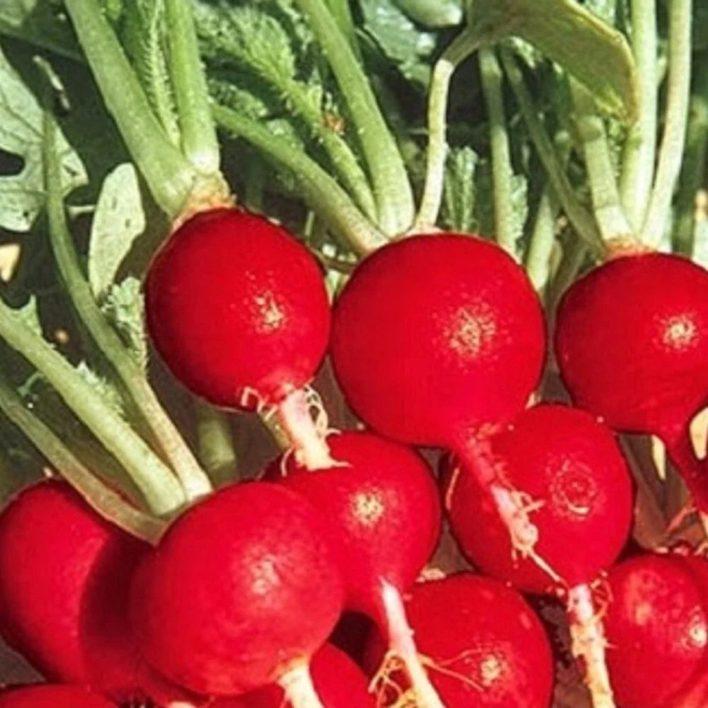Champion Radish Seeds - Non-GMO Heirloom Raphanus sativus for Fast-Growing, Crunchy Salad Garnish & Garden Planting