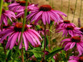 Organic Purple Coneflower Seeds - Echinacea Purpurea, 50 Heirloom Non-GMO Seeds for Garden, Pollinator Attractant