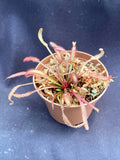 Drosera capensis Dark Maroon Carnivorous Plant 2.5" Pot | Exotic Insect-Catching Rosette Plant