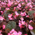 Begonia Seeds - Cocktail Gin PT - Set of 100 - Begonia x tuberhybrida - Compact, Bushy, Vibrant Foliage & Flowers