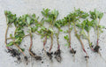 Edible Purslane Live Plant, Organic Herb, Portulaca oleracea, Culinary Greens, Pesticide-Free, Fresh Herb for Salads & Smoothies