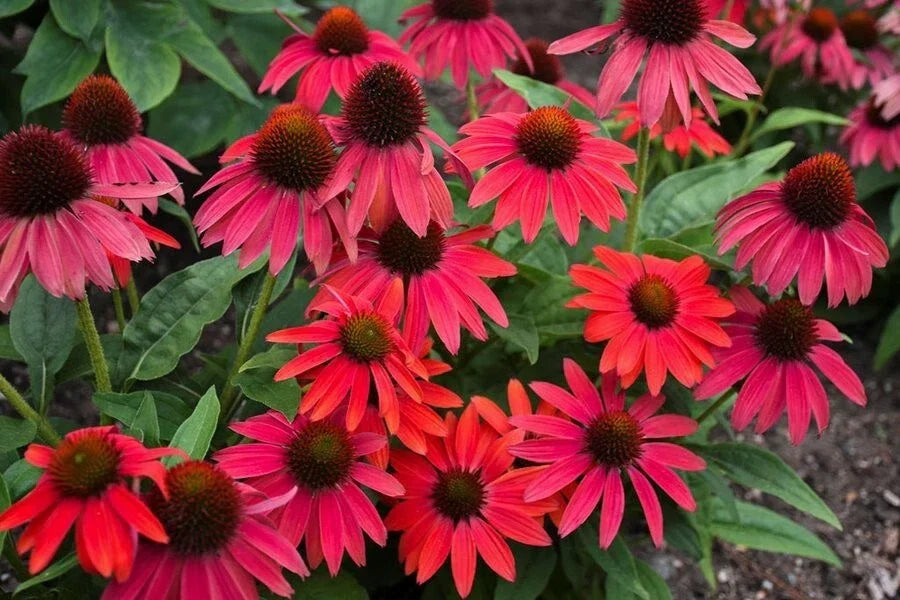 Red Coneflower Seeds - 200+ Pack - Echinacea purpurea Perennial Garden Planting for Borders & Pollinators