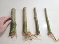 Rooted 7" Angel Trumpet Cuttings Brugmansia Yellow Pink White Flowering Plants for Garden or Container