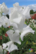 John Warren Sweet Pea Seeds - 50+ Pack, Lathyrus odoratus, Climbing Vine, Colorful Flowers, Garden Planting, USA Grown