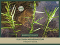 Bare-root Threeway Sedge | Dulichium arundinaceum | Native Wetland Plant