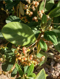 Late Cotoneaster Seeds - Cotoneaster lacteus Hardy Shrub for Gardens, Landscapes, Hedges, Borders, 25+ Seeds