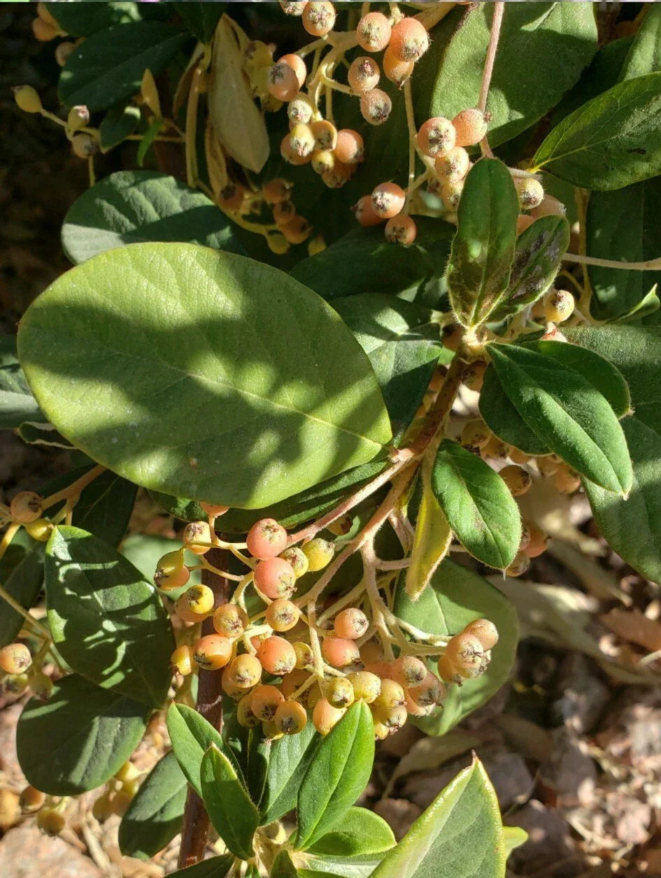 Late Cotoneaster Seeds - Cotoneaster lacteus Hardy Shrub for Gardens, Landscapes, Hedges, Borders, 25+ Seeds