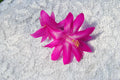 Christmas Cactus Starter Plant - Crown Jewels Schlumbergera Truncata - Well-Rooted Succulent for Indoor Gardening