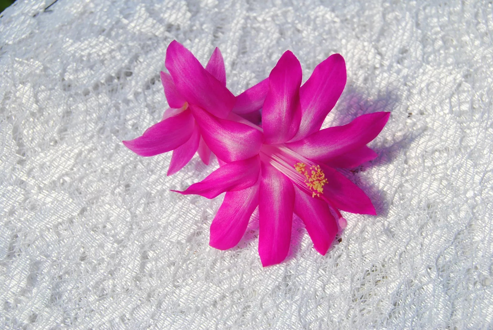 Christmas Cactus Starter Plant - Crown Jewels Schlumbergera Truncata - Well-Rooted Succulent for Indoor Gardening