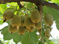 Kiwi Tree Seeds 50 Pack | Actinidia chinensis Edible Fruit Seeds for Planting | Climbing Vine
