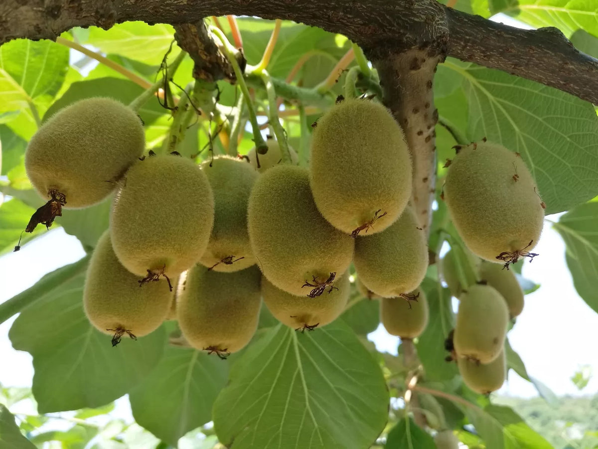 Kiwi Tree Seeds 50 Pack | Actinidia chinensis Edible Fruit Seeds for Planting | Climbing Vine