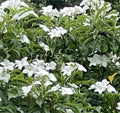 Bridal Bouquet Plumeria Pudica Cuttings 8-10” - Frangipani Plant 2 Pack