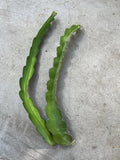 Dragon Fruit Cuttings 18” White Variety Hylocereus undatus Self-Pollinating Cactus Plant Starter