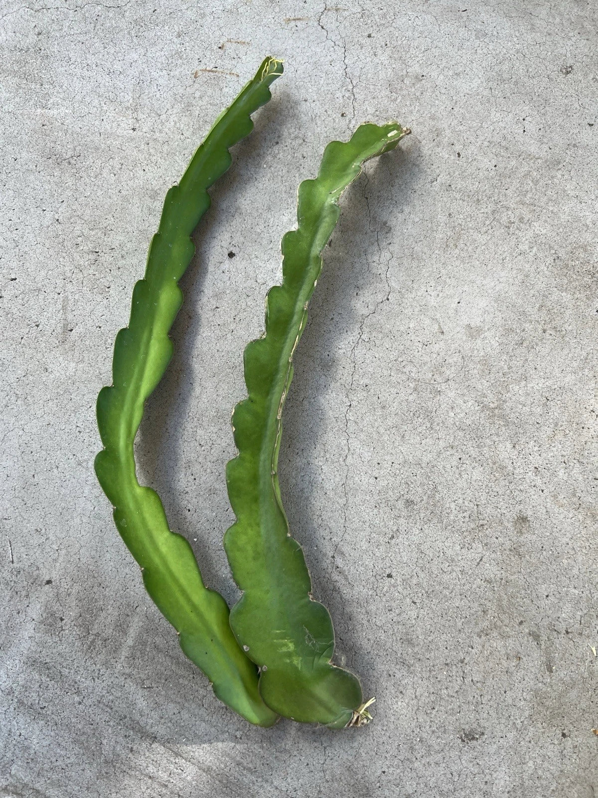 Dragon Fruit Cuttings 18” White Variety Hylocereus undatus Self-Pollinating Cactus Plant Starter