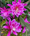 Epiphyllum Orchid Cactus Rooted Cutting - Hocus Pocus Variety - Unique Houseplant, Climbing & Trailing, Easy Care