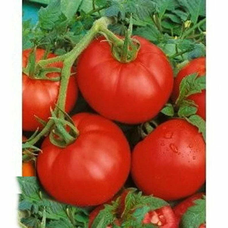 Ace 55 Tomato Seeds - Heirloom, Low Acidity, Non-GMO, Solanum lycopersicum, Vegetable Seeds for Gardening