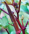 Okra Seeds - Red Burgundy Heirloom Non-GMO Vegetable Seeds for Garden, Abelmoschus esculentus, 25+ Seeds