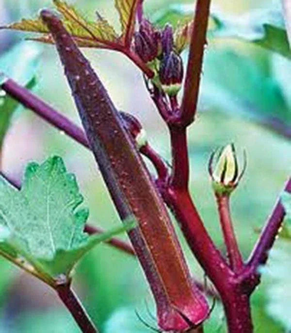 Okra Seeds - Red Burgundy Heirloom Non-GMO Vegetable Seeds for Garden, Abelmoschus esculentus, 25+ Seeds