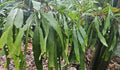 Rhipsalis Ramulosa Cuttings - 4 Leaf Mistletoe Cactus Indoor Succulent