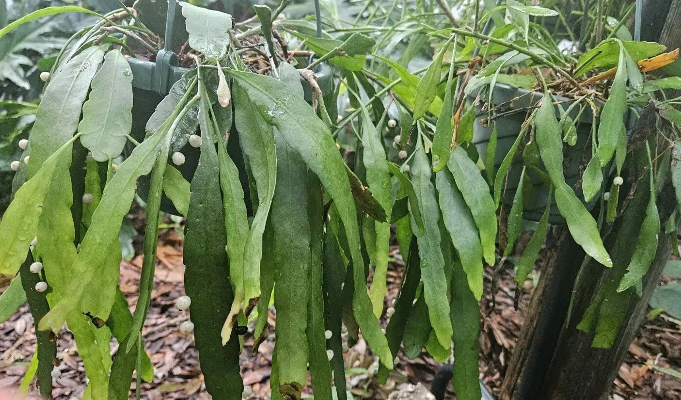 Rhipsalis Ramulosa Cuttings - 4 Leaf Mistletoe Cactus Indoor Succulent