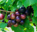 Heirloom Muscadine Grape Vines Live Plants – 2-Year-Old Rotundifolia Vitis for Home Garden, Fruit-Bearing, Easy to Grow