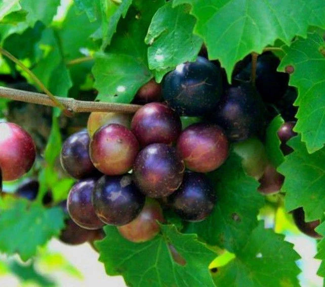 Heirloom Muscadine Grape Vines Live Plants – 2-Year-Old Rotundifolia Vitis for Home Garden, Fruit-Bearing, Easy to Grow