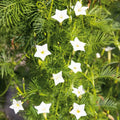 Cardinal Climber Vine Seeds - White Flowers, Pollinator Attractor, Ipomoea quamoclit, Annual Climbing Vine, 50 Seeds