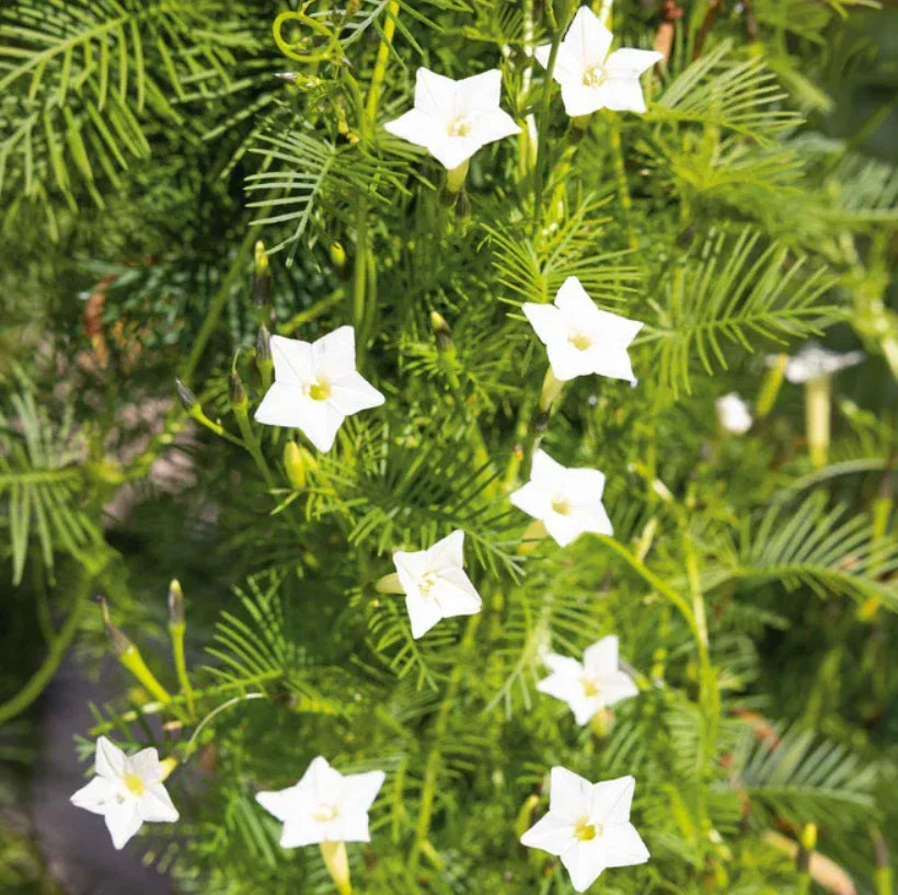 Cardinal Climber Vine Seeds - White Flowers, Pollinator Attractor, Ipomoea quamoclit, Annual Climbing Vine, 50 Seeds