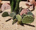 Opuntia Macrorhiza Plains Prickly Pear Cactus Pad Cutting - Flagstaff Arizona Succulent Plant, Low-Water Xeriscape, Cactus Gardening