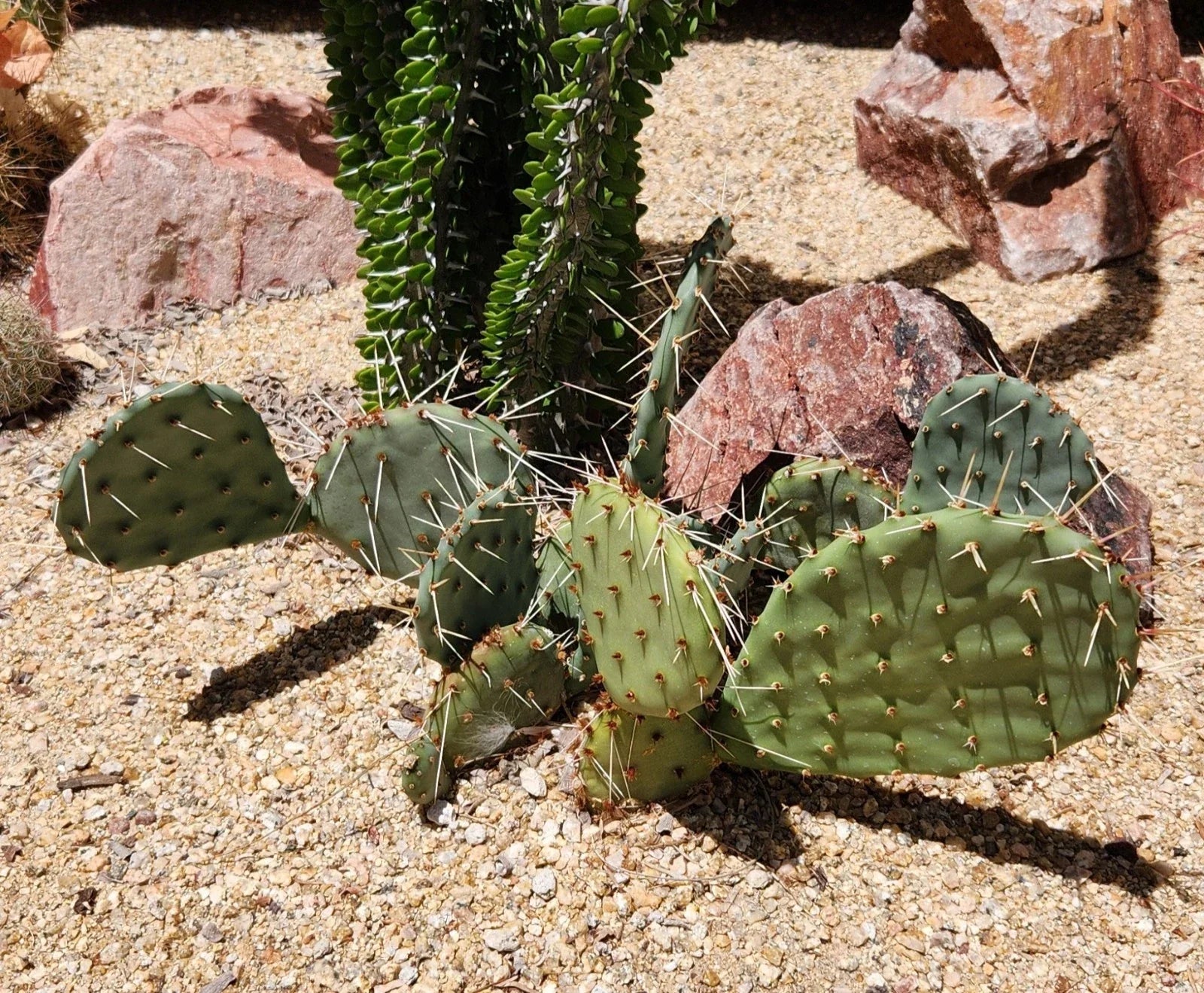 Opuntia Macrorhiza Plains Prickly Pear Cactus Pad Cutting - Flagstaff Arizona Succulent Plant, Low-Water Xeriscape, Cactus Gardening