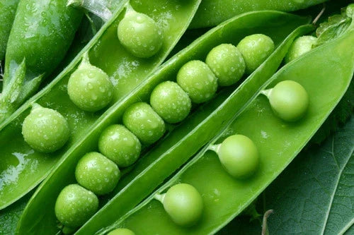 Green Arrow Pea Seeds - Organic Pisum sativum Heirloom, Climbing Vines, Non-GMO, Fresh Garden Seeds, Free Shipping