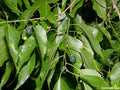 Sugarberry Tree Seeds - 10 Pack Celtis laevigata with First Year Edible Berries, Fast-Growing Deciduous Tree for Garden and Landscape