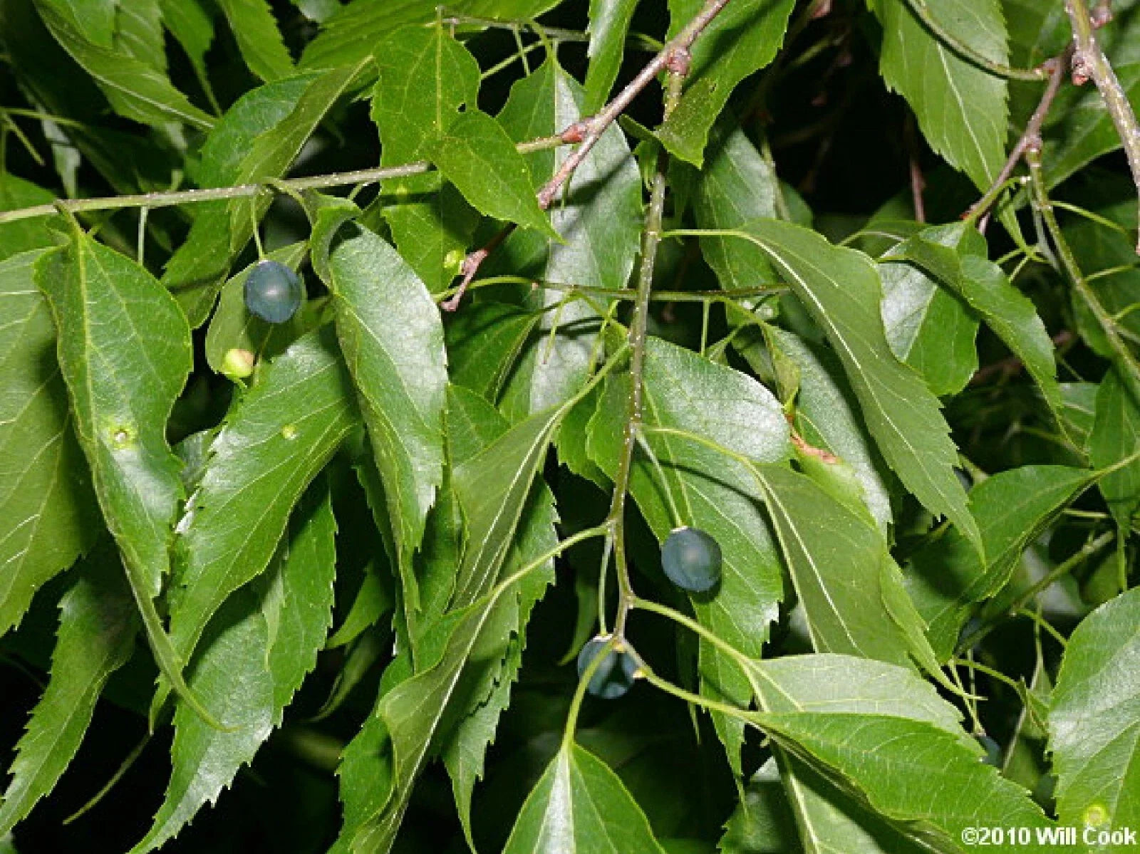 Sugarberry Tree Seeds - 10 Pack Celtis laevigata with First Year Edible Berries, Fast-Growing Deciduous Tree for Garden and Landscape