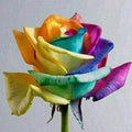 Rainbow Rose Flower Seeds - 50pcs, Colorful Multi-Color Blooms, Rosa spp., Garden Plants for Home & Outdoor Gardening