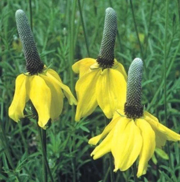 Yellow Prairie Coneflower Seeds - Ratibida columnaris - 100 Fresh Seeds for Pollinator Gardens, Drought-Tolerant Perennials