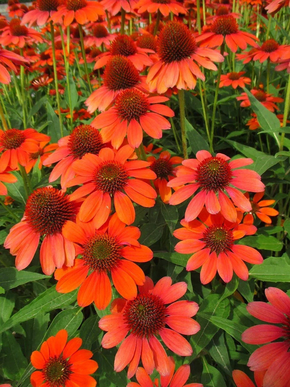 Adobe Orange Coneflower Seeds - 200+ Pack Echinacea purpurea Perennial Flower for Pollinators