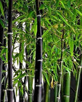 Rare Black Bamboo Seeds - Phyllostachys nigra - Clumping, Exotic Garden Plant, Fast-Growing, Privacy Screen, 100 Seeds