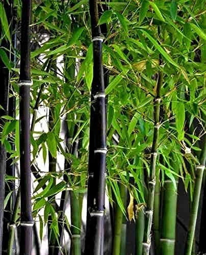 Rare Black Bamboo Seeds - Phyllostachys nigra - Clumping, Exotic Garden Plant, Fast-Growing, Privacy Screen, 100 Seeds