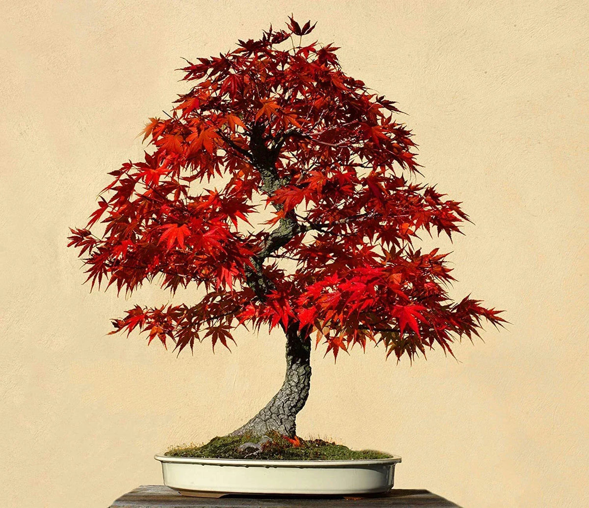 Red Maple Bonsai Tree Seeds - Acer rubrum - 30 Pack for Indoor & Outdoor Growth