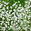 Baby's Breath Seeds - Organic Gypsophila paniculata - 200 Seeds for Gardens & Bouquets - USA Grown, Non-GMO, Free Shipping