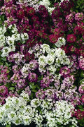 Alyssum Easter Bonnet Series Ground Cover Plant - Colorful Fragrant Lobularia maritima in 4-inch Pot