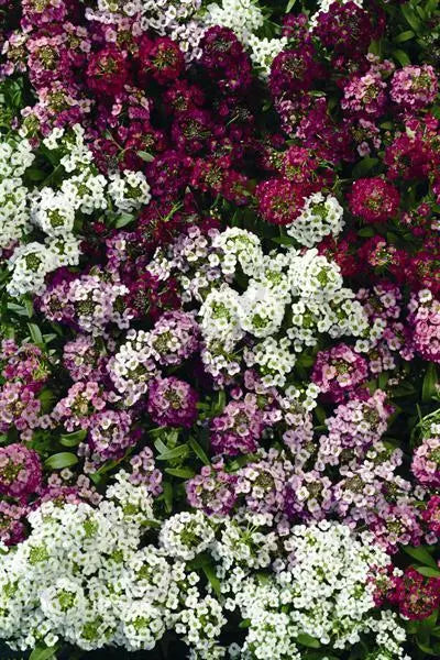 Alyssum Easter Bonnet Series Ground Cover Plant - Colorful Fragrant Lobularia maritima in 4-inch Pot
