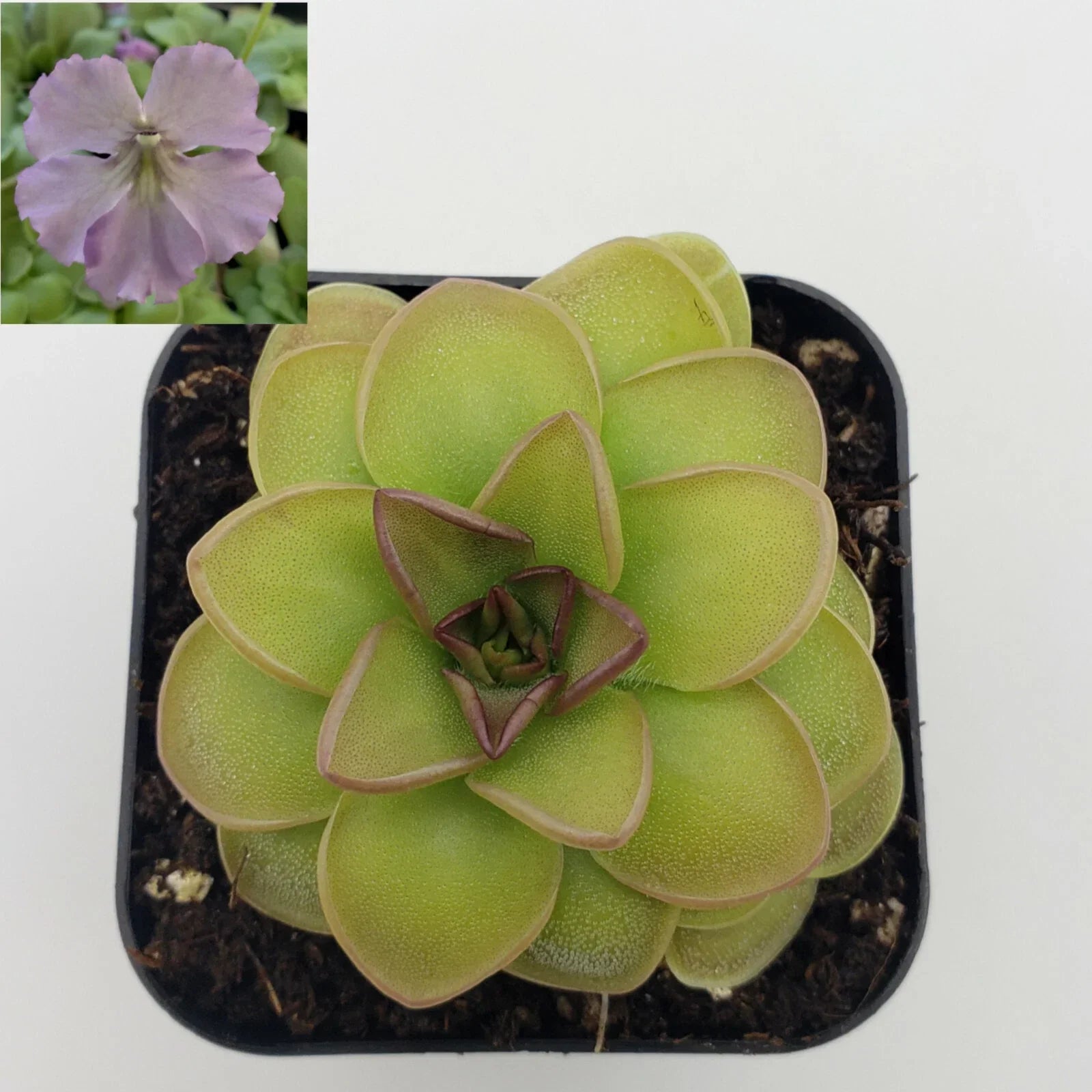 Carnivorous Plant Pinguicula 'Hanka' Butterworts - Live Indoor Plant, Insect-Devouring, Easy Care, Perfect for Terrariums