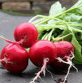 German Giant Radish Seeds - Heirloom Organic Non-GMO, 100+ Premium Raphanus sativus Garden Seeds for Salad & Pickling