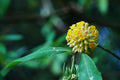 Indian Papertree Seeds - Edgeworthia gardneri - Fragrant Flowers, Deciduous Shrub, 20 Pack for Planting